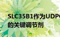 SLC35B1作为UDPGA转运蛋白进入内质网的关键调节剂