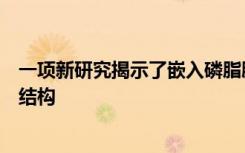 一项新研究揭示了嵌入磷脂膜的多巴胺受体类型的活性形式结构