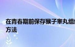 在青春期前保存猴子睾丸组织暗示了一种保持生育能力的新方法