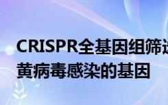 CRISPR全基因组筛选来鉴定有助于细胞抵抗黄病毒感染的基因