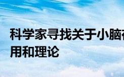 科学家寻找关于小脑在阅读和阅读障碍中的作用和理论