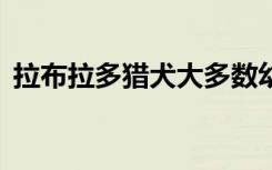 拉布拉多猎犬大多数幼犬美国犬品种第28年