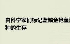 由科学家们标记蓝鳍金枪鱼通过淹没的听力线有助于揭示物种的生存