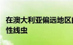 在澳大利亚偏远地区的犬科动物中发现了感染性线虫