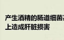 产生酒精的肠道细菌甚至可以在不喝酒的人身上造成肝脏损害