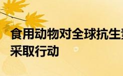 食用动物对全球抗生素耐药性的提高需要立即采取行动