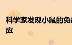 科学家发现小鼠的免疫细胞亚型会引发过敏反应