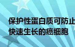 保护性蛋白质可防止DNA损伤并有助于靶向快速生长的癌细胞