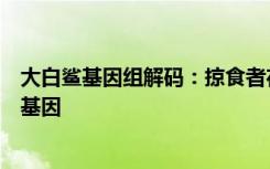 大白鲨基因组解码：掠食者在其遗传密码中具有关键的抗癌基因