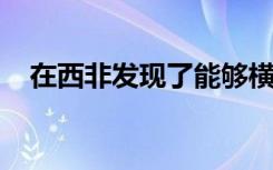 在西非发现了能够横向打击的新型细剑蛇