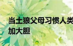 当土狼父母习惯人类时 他们的后代也变得更加大胆