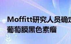 Moffitt研究人员确定了有效的药物组合对抗葡萄膜黑色素瘤