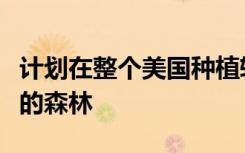 计划在整个美国种植转基因树木，以拯救垂死的森林