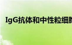 IgG抗体和中性粒细胞发挥意想不到的作用