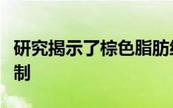 研究揭示了棕色脂肪细胞中细胞器通讯的新机制