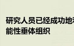 研究人员已经成功地利用人类干细胞来生成功能性垂体组织