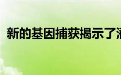 新的基因捕获揭示了潜在的乳腺癌治疗目标