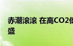 赤潮滚滚 在高CO2低环境中发现有害藻类繁盛