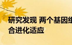 研究发现 两个基因组可能比一个基因组更适合进化适应