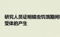 研究人员证明蠕虫饥饿期间味觉记忆需要特定类型的胰岛素受体的产生