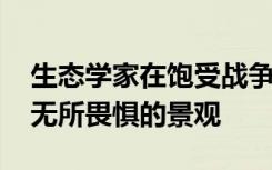 生态学家在饱受战争蹂躏的大草原中找到了 无所畏惧的景观