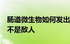 肠道微生物如何发出信号 表明他们是朋友 而不是敌人