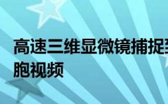 高速三维显微镜捕捉到令人惊叹的果蝇神经细胞视频