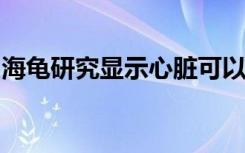 海龟研究显示心脏可以编程无需氧气即可存活