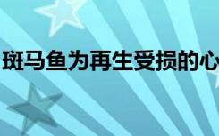 斑马鱼为再生受损的心脏组织提供了新的线索