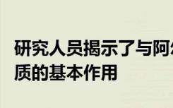 研究人员揭示了与阿尔茨海默氏症相关的蛋白质的基本作用