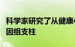 科学家研究了从健康心脏到心力衰竭过渡的基因组支柱