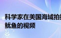 科学家在美国海域拍摄了有史以来第一部巨型鱿鱼的视频