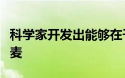 科学家开发出能够在干旱条件下生存的气候小麦