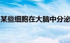 某些细胞在大脑中分泌一种保护神经元的物质