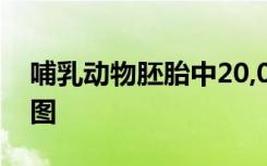 哺乳动物胚胎中20,000个细胞的第一个细胞图