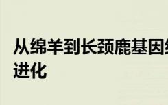 从绵羊到长颈鹿基因组研究揭示了反刍动物的进化