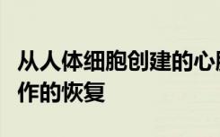 从人体细胞创建的心肌补片可以改善心脏病发作的恢复