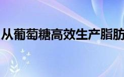 从葡萄糖高效生产脂肪酸和生物燃料的新战略