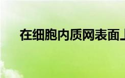 在细胞内质网表面上绘制和测量蛋白质