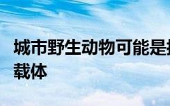 城市野生动物可能是抗微生物抗性细菌的重要载体