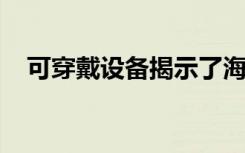 可穿戴设备揭示了海豹如何为潜水做准备