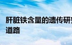 肝脏铁含量的遗传研究可能为更好的治疗铺平道路