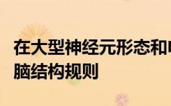 在大型神经元形态和电生理学研究中揭示了大脑结构规则