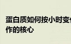 蛋白质如何按小时变化是计算出生物钟如何工作的核心