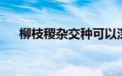 柳枝稷杂交种可以深入了解植物的进化