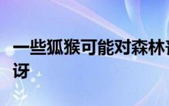 一些狐猴可能对森林丧失更敏感的原因令人惊讶