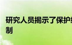 研究人员揭示了保护细胞遗传转录本的潜在机制