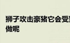 狮子攻击豪猪它会受到伤害但它为什么要这样做呢