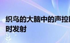 织鸟的大脑中的声控区域在他们一起唱歌时及时发射