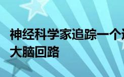 神经科学家追踪一个过滤不需要的感觉输入的大脑回路